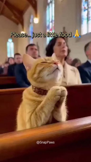 A meme image of a cat sitting in a church pew with its paws clasped in prayer, captioned 'Please... just a little food 🙏', watermarked @SnapPaws.