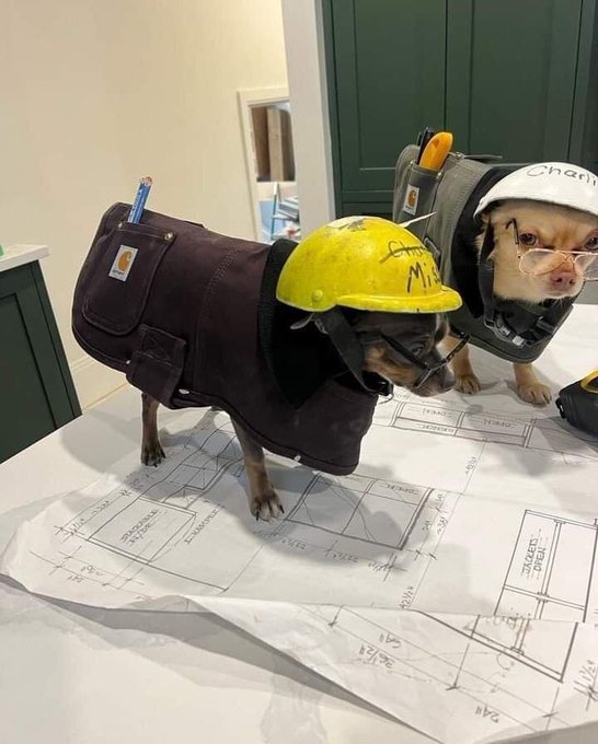 Two small dogs stand on a blueprint-covered counter wearing miniature construction worker outfits, with one sporting a yellow hard hat and the other a cap labeled 'Chan'.