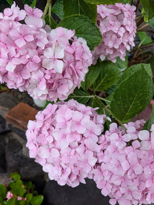 The image features a close-up view of pink hydrangea flowers with green leaves, likely from a garden or park setting. The flowers are in full bloom, showcasing their vibrant colors against the backdrop of the greenery. The background appears to be a stone wall or rock formation, adding an interesting texture and contrast to the scene. The image is accompanied by a caption that reads "#STEPN", which could potentially be a reference to a specific location or event related to the flowers in question.