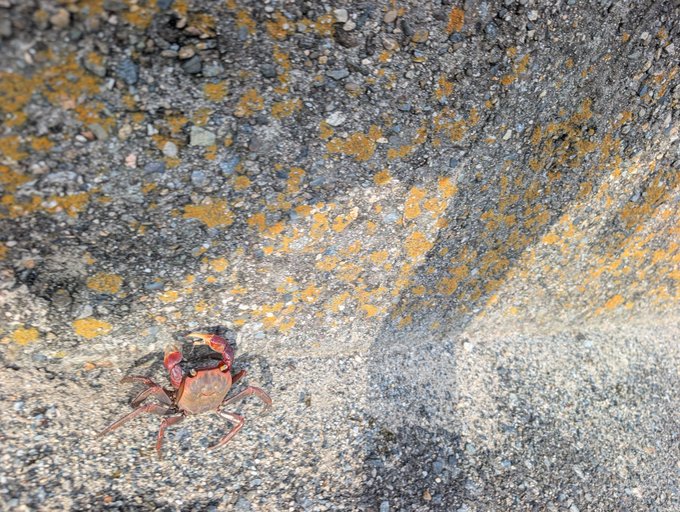 A small red and black crab stands on sandy, pebbled ground near a rock face covered in yellow-orange lichen.