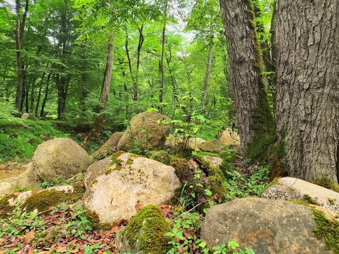 A lush green forest scene filled with large moss-covered boulders and tall trees with sunlight filtering through the leaves.