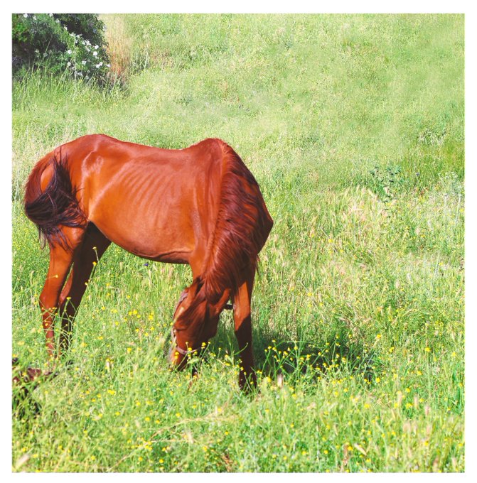 The image features a brown horse grazing peacefully in a field of tall grass, with its head down as it eats. The background consists of a green hillside dotted with white flowers, creating a serene and picturesque scene. The text "GMorning Wild Serenity" is present, which could be a caption or description related to the image's theme.
