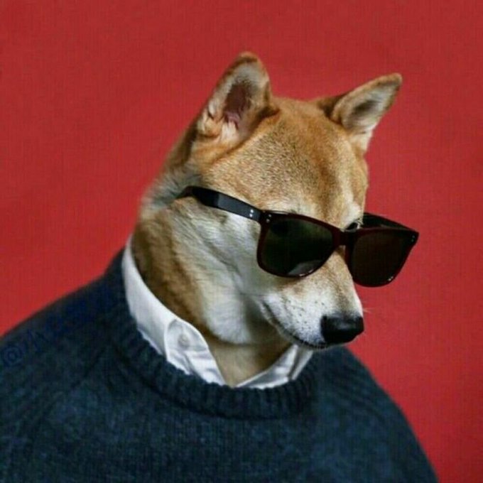 A Shiba Inu dog wearing black sunglasses and a dark sweater over a white collared shirt poses against a red background, with a faint '@ZHC' watermark.