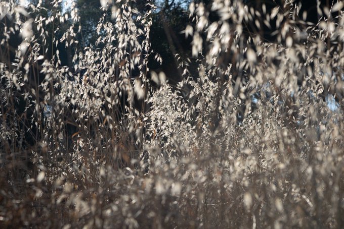 The image features a close-up view of tall grass with white flowers, creating an impressionistic effect that emphasizes the texture and movement of the plants. The background appears to be a forest or wooded area, providing a natural setting for the scene. The focus on the tall grass and its details contrasts with the more distant elements in the image, such as the trees and bushes. This composition creates a sense of depth and draws attention to the intricate patterns formed by the flowers against the backdrop of the forest.