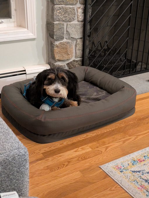 A small black and tan dog wearing a blue harness lies in a brown dog bed on a hardwood floor near a fireplace.