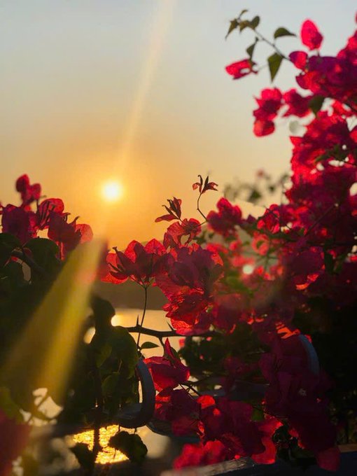 The image features a beautiful sunset with red flowers, including pink and red ones, surrounding a tree or bush. The sun is setting behind these flowers, creating a stunning backdrop for the scene. The photo has been edited to include this lovely view of nature in its frame, making it an appealing visual treat.