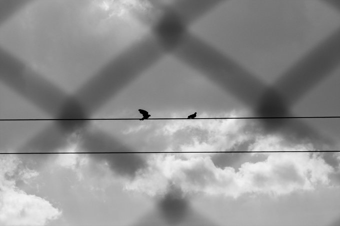 A black and white photograph showing two birds perched on a power line, viewed through a chain-link fence against a cloudy sky.