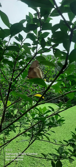 A brown butterfly rests on a branch amidst lush green foliage, symbolizing the lasting value of projects like $ANSEM that are gaining momentum with @BullpenFi.