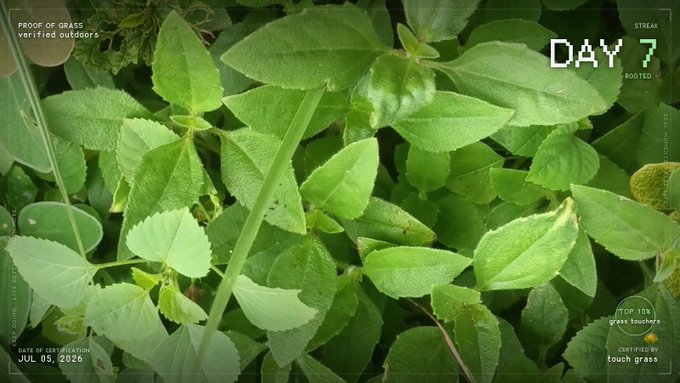 A close-up photo of green leaves with overlay text reading 'DAY 7', 'STREAK ROOTED', 'PROOF OF GRASS verified outdoors', 'JUL 05, 2026', and 'CERTIFIED BY touch grass'.