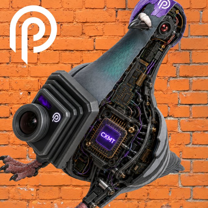 AI-generated artwork of a cybernetic pigeon with exposed circuitry and a 'CXMT' processor, wearing a purple cap and a camera, set against an orange brick wall background with a 'P' logo.