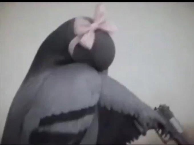 A blurry, low-quality image of a pigeon with a pink ribbon bow tied around its head/neck area, facing the camera against a plain background.
