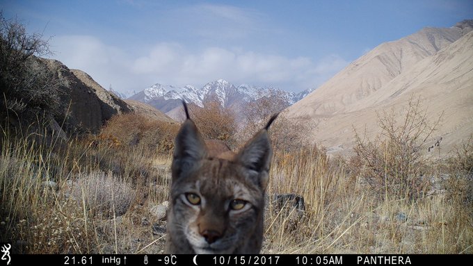 A lynx captured by a Panthera trail camera in a mountainous landscape, with overlay showing 21.61 inHg, -9°C, dated 10/15/2017 at 10:05AM