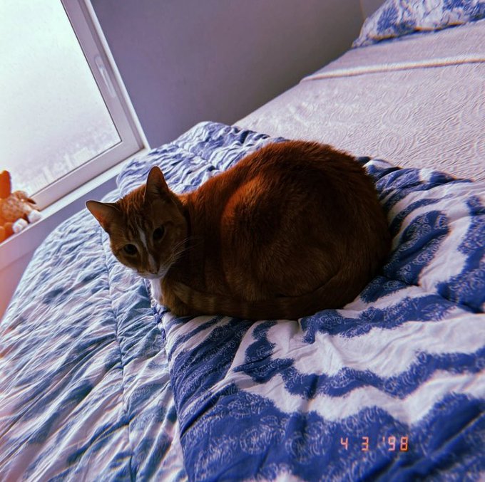 An orange tabby cat sits curled on a blue patterned bedspread by a window, with a date stamp reading "4 3 98" in the corner. The image humorously personifies the "Hobbes" thesis by showing an actual orange cat—the type of feline associated with $Hobbes crypto coin—as a playful visual stand-in for the "bullish" memecoin trade described in the post.