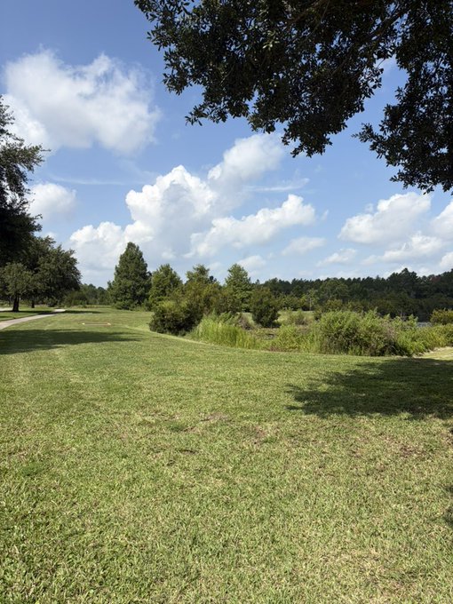 A scenic view of a grassy field under a blue sky with fluffy white clouds, framed by tree branches overhead.