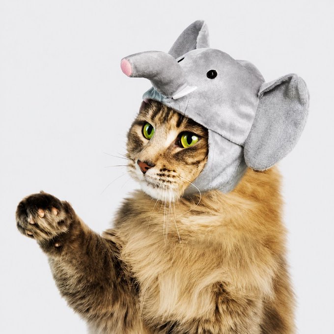 A tabby cat with green eyes wearing a plush gray elephant hat, raising its paw in a waving gesture against a white background.