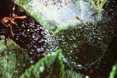 A close-up macro photograph of a green leaf covered in water droplets, showcasing intricate details of moisture and texture.