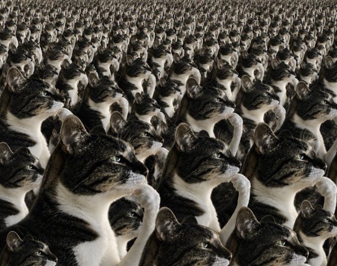 A surreal image displays a massive, seemingly endless crowd of identical tabby cats extending into the distance.