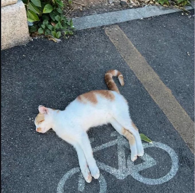 A white and orange cat lies stretched out on an asphalt path, perfectly positioned over a painted bicycle symbol. The image visually delivers the punchline of the "catcycle" joke—the feline body forming the frame of a bike over the bike lane marking, completing the punny vehicle taxonomy.