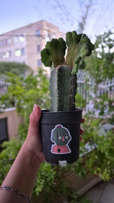 A hand holds a small cactus in a black pot decorated with a cartoon cactus sticker, displayed against a background of green plants and a building.