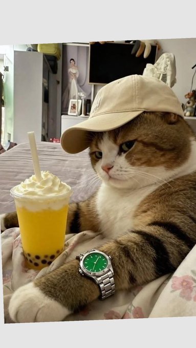 A grumpy-looking tabby cat wearing a beige cap and a silver watch with a green dial sits next to a mango boba drink, looking unimpressed with its "lifestyle influencer" setup. The post's message about leveling up your trading journey is humorously ironic given the cat's visibly unenthusiastic "chill" pose — a perfect meme-style visual suggesting even your pet knows it's time to get serious about consistency and growth.