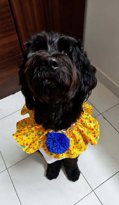 A black dog with long hair sits on a tiled floor wearing a yellow floral dress with a blue pom-pom.