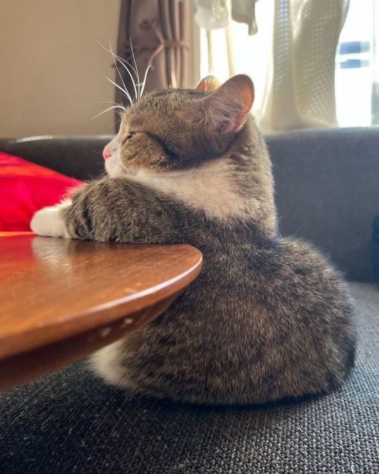 A tabby and white cat sits beside a wooden coffee table on a gray couch, looking away toward a window.