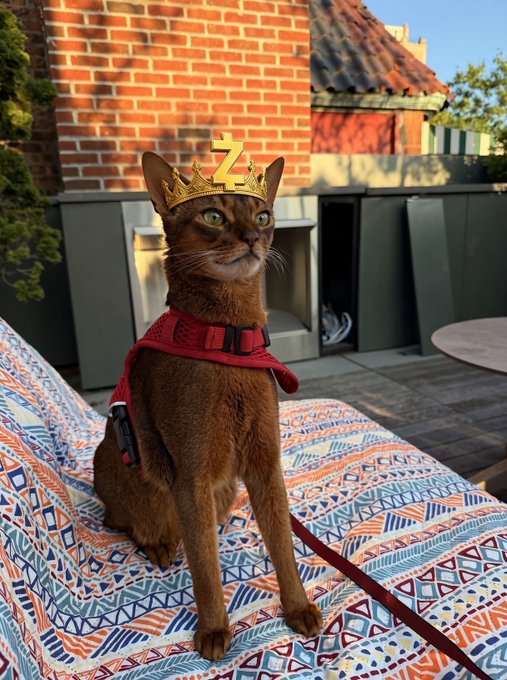 An Abyssinian cat wearing a red harness sits on a patterned cushion with a golden crown featuring the letter "Z" placed on its head, fitting the post's playful suggestion that "zcash needs a cat." The regal feline strikes a majestic pose in a sunlit outdoor setting.