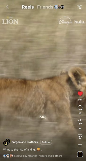 A screenshot of an Instagram Reel titled 'Reels Friends' shows a blurry National Geographic/Disney+ video of a lion cub with the caption 'Kio.' and the description 'Witness the rise of a king.'
