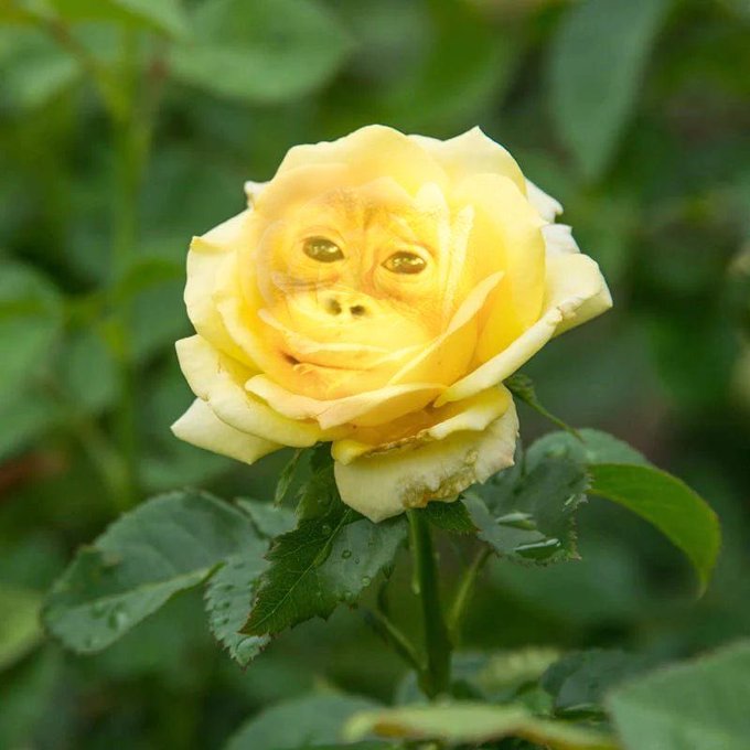 A yellow rose whose petals are arranged to form the smiling face of a 'Wojak' meme character.