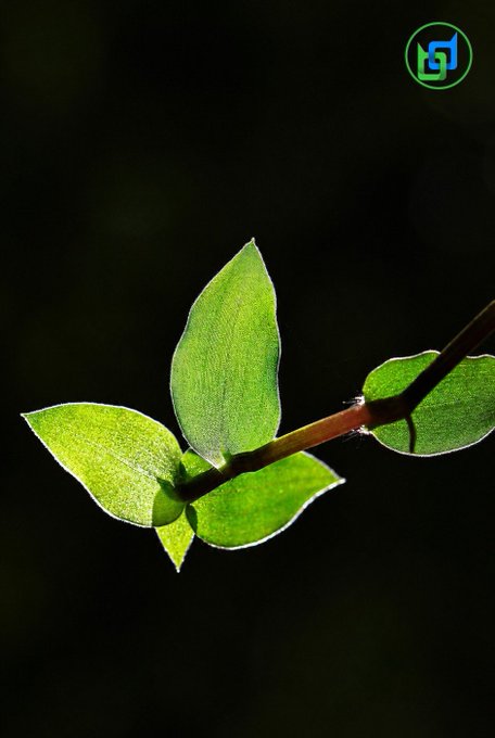 A close-up shot of a green plant stem with small leaves backlit against a dark background, with a green logo in the top right corner.