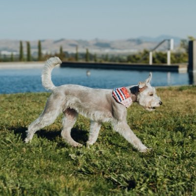 A playful white puppy with a red, white, and blue bandana trots across a grassy lawn beside a pool. The image's whimsical pet theme loosely aligns with the post's suggestion of a dog-themed memecoin, though no "Birdie" text or coin branding is visible.