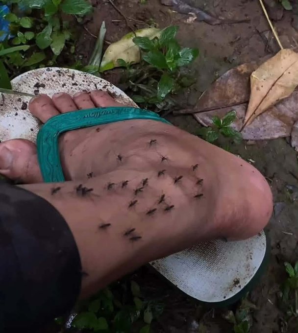 A close-up of a person's foot in a green flip-flop being swarmed by numerous black ants on muddy ground surrounded by foliage.