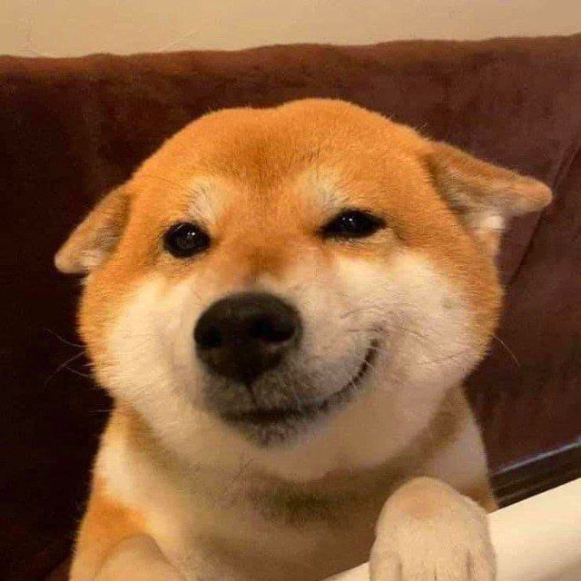 A smiling Shiba Inu dog peeks over the edge of a couch with a knowing grin, perfectly capturing the "I've returned to the markets after a break" vibe. The caption ties in nicely, as the dog's slightly smug expression mirrors the feeling of stepping back into trading after time away—almost as if it knows exactly how the markets have moved while you were gone.