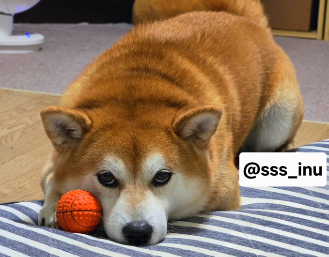 A Shiba Inu rests peacefully with an orange spiky ball under its chin, daringly daring anyone to try and take it, perfectly matching the confident "try me" vibe. The watermark "@sss_inu" appears in the lower right corner.