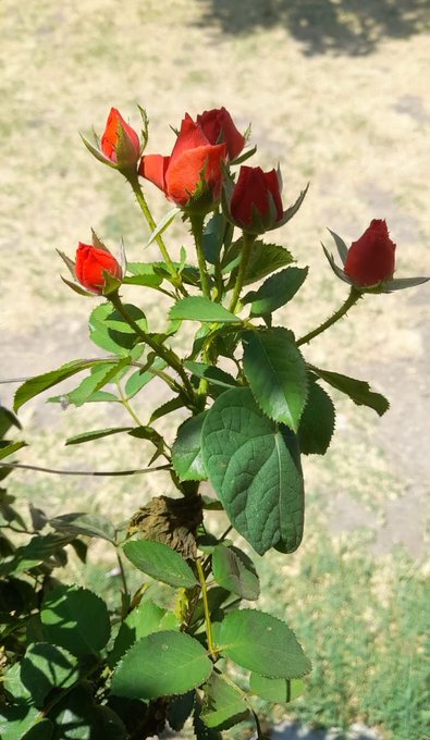 A cluster of red rose buds with green leaves is shown growing on a bush, set against a blurred natural background.