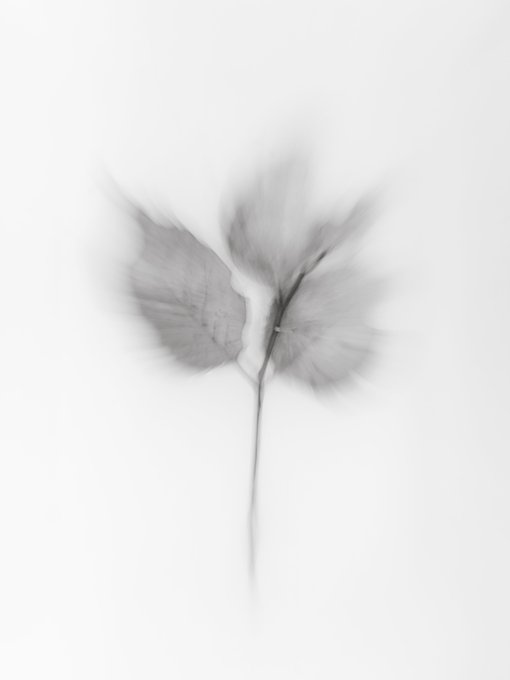 A soft, blurry black-and-white image of a single flower stem with leaves against a white background.