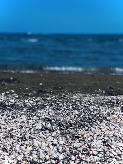 A close-up of a beach covered in white seashells in the foreground, with the blue ocean waves blurred in the background under a clear blue sky.