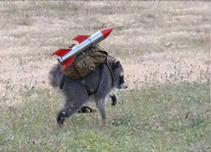 A small gray dog runs across a grassy field wearing a tan backpack with a red and silver rocket strapped to it.