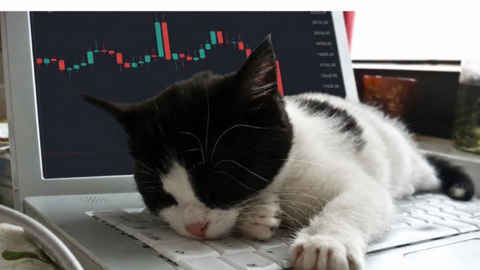 A black and white kitten sleeps peacefully on a laptop keyboard while a candlestick trading chart with red and green bars is visible on the screen behind it.