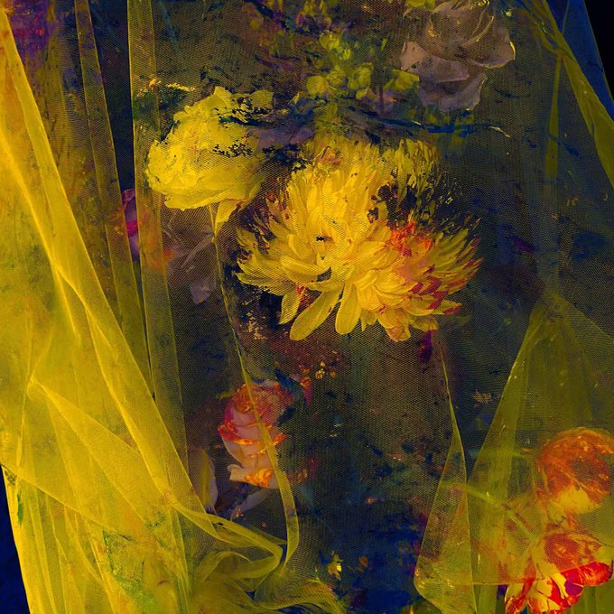 The image features a close-up view of yellow flowers with red centers, set against a dark blue background. The flowers are arranged in such a way that they appear as if they're floating or suspended in mid-air. The colors used for the flowers and the background create an interesting contrast between the vibrant yellow of the flowers and the cool blue tones of the background. This artistic arrangement draws attention to the beauty of the flowers, making them the focal point of the image.