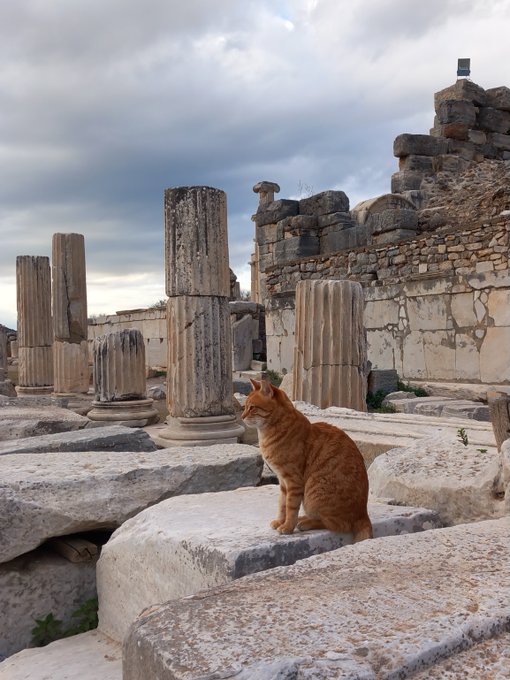 An orange tabby cat sits on a stone block among ancient ruins with weathered columns and cloudy skies in the background.