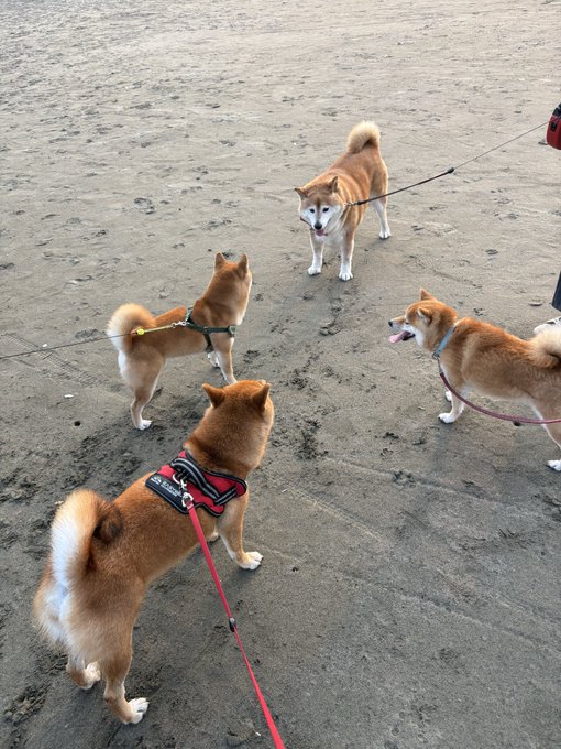 Four Shiba Inus gather on a sandy beach for an impromptu evening meetup, leashes trailing across the paw-printed sand as they curiously sniff and greet each other.