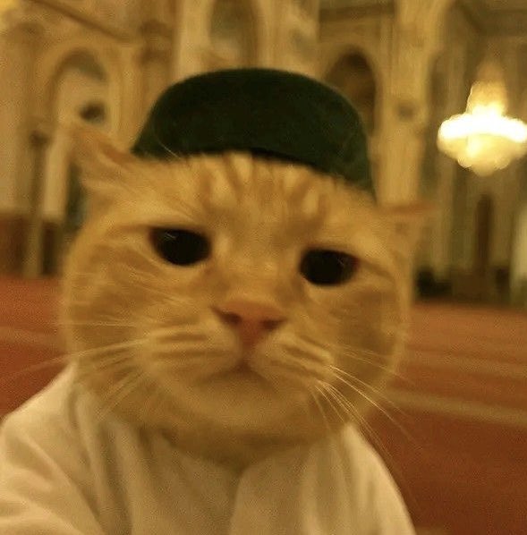 The image features a cat wearing an orange shirt with a green hat, sitting inside a mosque. The cat appears to be posing for the photo, giving off a playful vibe. The background of the image shows a mosque interior, which adds context to the scene. The caption accompanying the image provides additional information about the post and its creator.