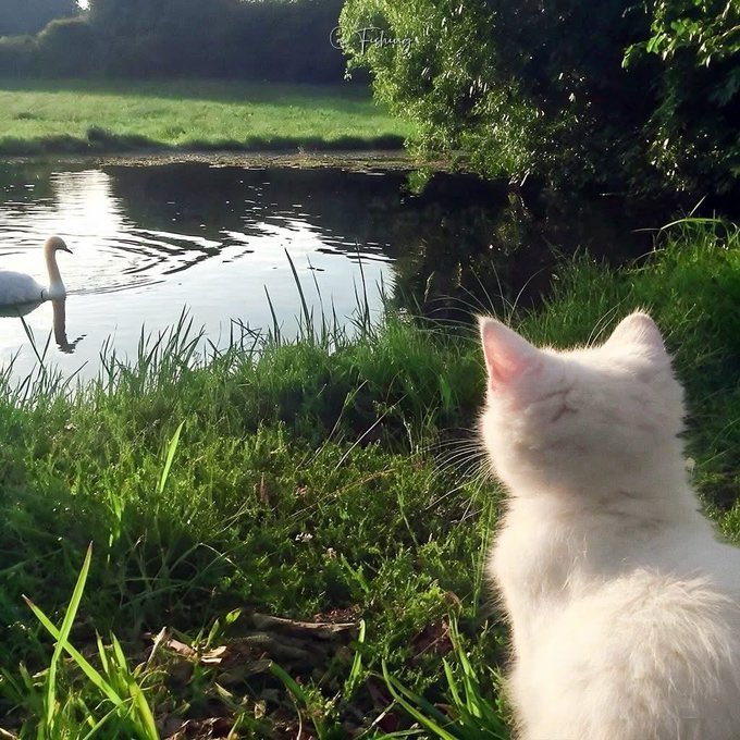 A white cat gazes out over a serene pond where a swan glides through the water, surrounded by lush green grass and foliage. The tranquil scene of nature's quiet harmony mirrors the post's wish for a fresh, peaceful, and "green week ahead."

*Visible text: A faint watermark "@Tishu" appears in the upper portion of the image.*