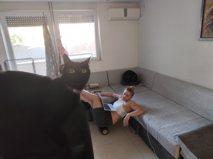 A black cat with a pink collar stands prominently in the foreground looking at the camera, while a woman relaxes on a gray sectional couch using a laptop in a brightly lit living room.