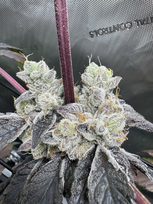 A close-up photo of a cannabis flower cluster covered in frosty trichomes with purple-tinged leaves, photographed against a dark grow tent background with partial 'STRAIGHT' text visible.