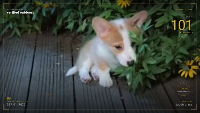 A small corgi puppy sits on a wooden deck next to green plants and yellow flowers, with overlay graphics reading "PROOF OF GRASS verified outdoors," "DAY 101 IMMORTAL," "TOP 1% GRASS TOUCHERS," and "CERTIFIED BY touch grass" dated SEP 01, 2025.