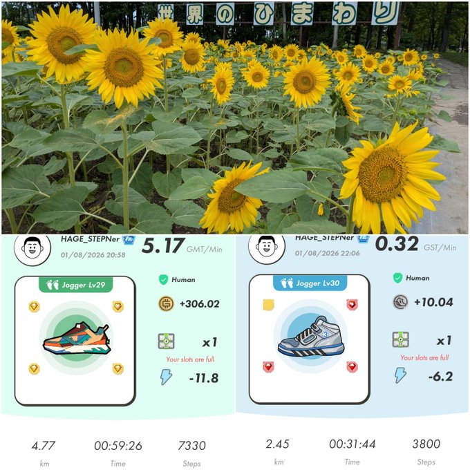 A photo of a sunflower field at the top, with two StepN app screenshots below showing 'HAGE_STEPNer' with 'Jogger Lv29' (5.17 GMT/Min) and 'Jogger Lv30' (0.32 GMT/Min) sneakers.