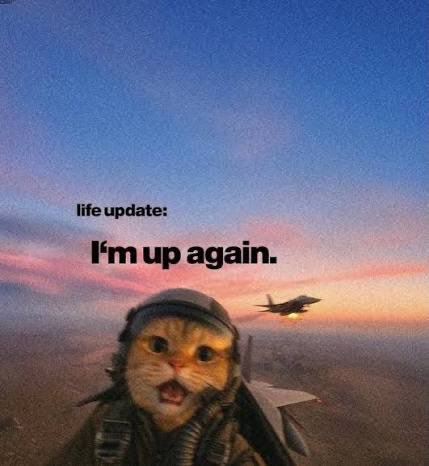 A meme featuring a cat wearing a pilot helmet with the text 'life update: I'm up again.' set against a sunset sky with a fighter jet.
