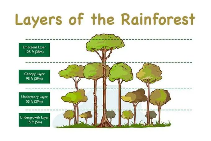 An educational diagram titled 'Layers of the Rainforest' illustrating four layers with their respective heights: Emergent Layer (125 ft/38m), Canopy Layer (95 ft/29m), Understory Layer (55 ft/29m), and Undergrowth Layer (15 ft/5m).